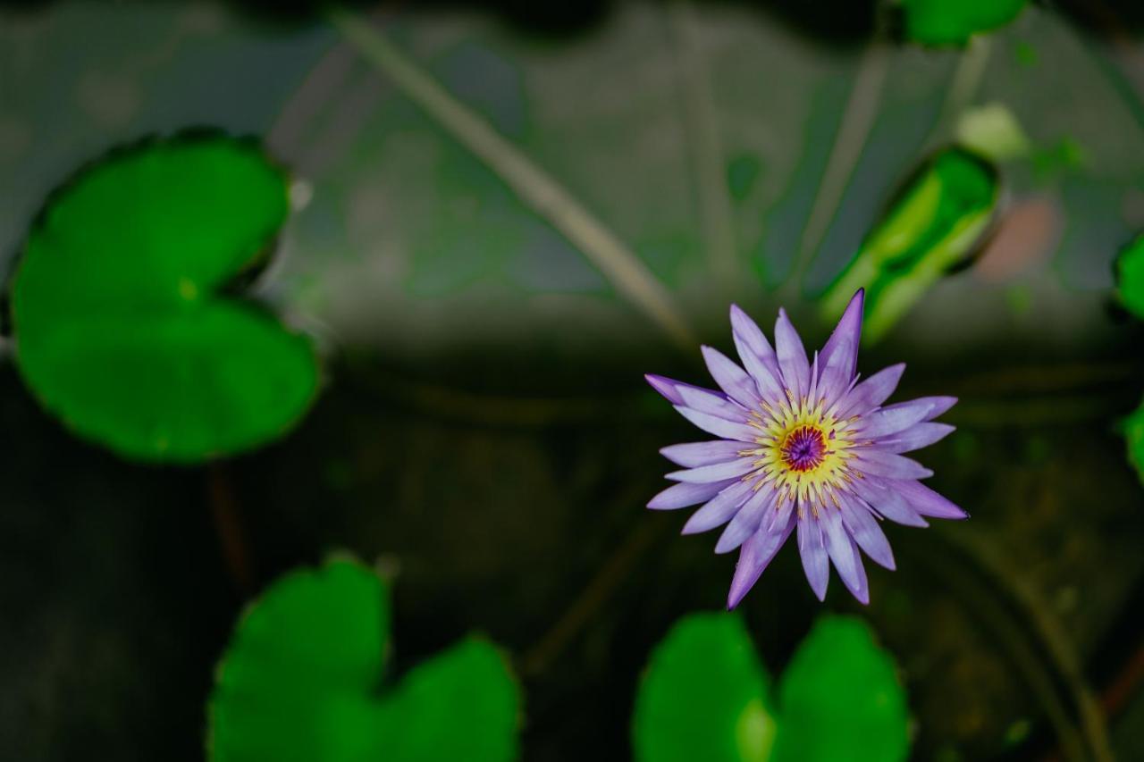 Jungle Lotus Villas Убуд Екстериор снимка